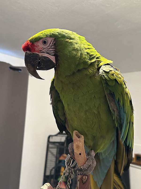 military-macaw-for-sale