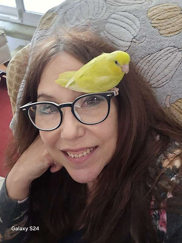 cockatiel-for-sale-in-wappingers-ny