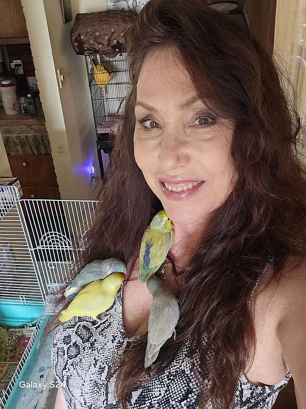 baby-bird-for-sale-in-wappingers-ny