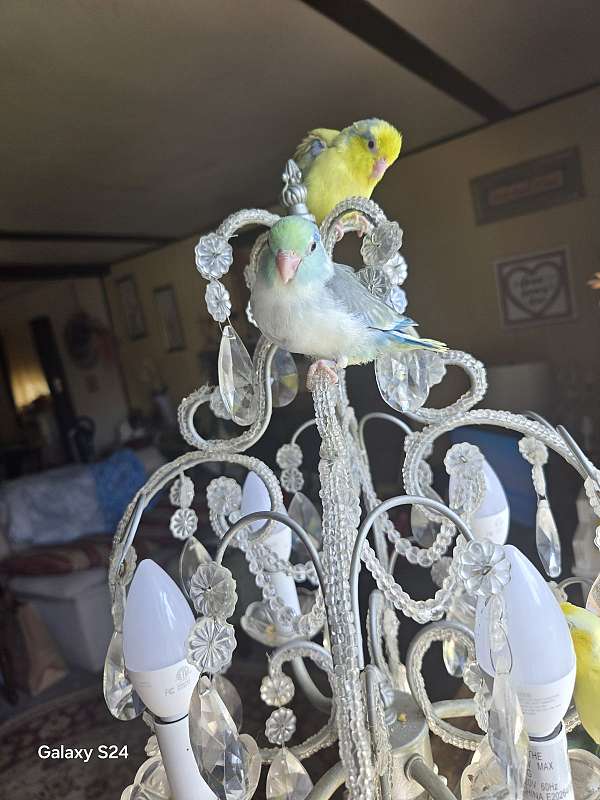 cockatiel-for-sale