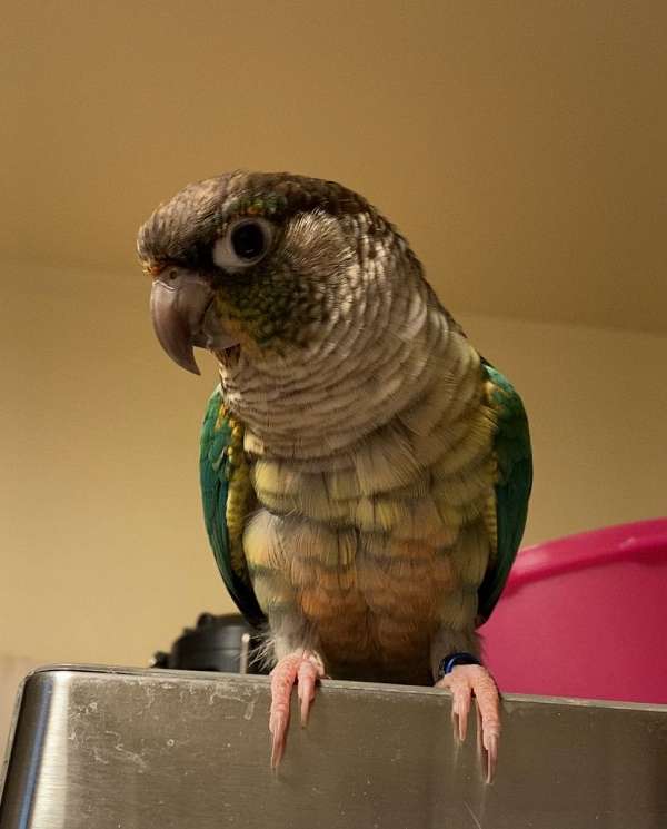 conure-for-sale