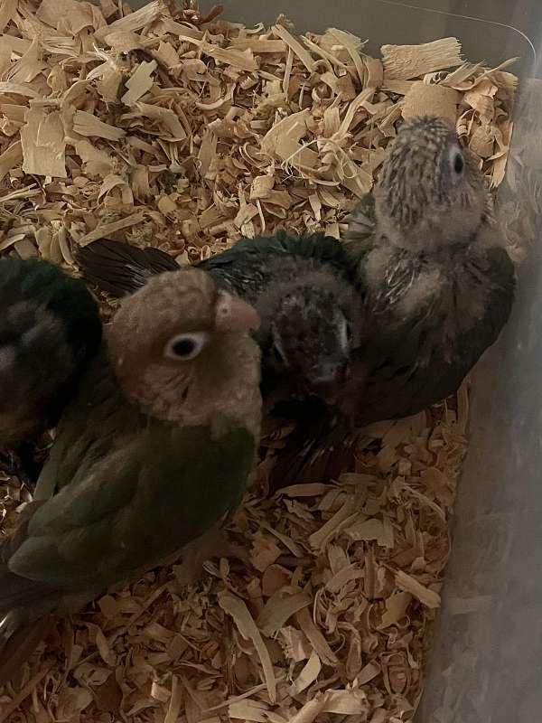 green-cheek-conure-for-sale