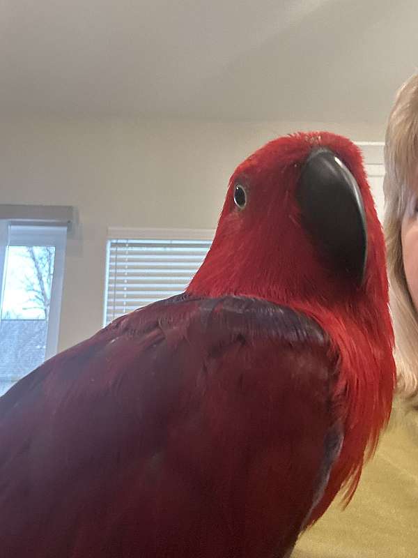 eclectus-parrots-for-sale-in-grand-blanc-mi