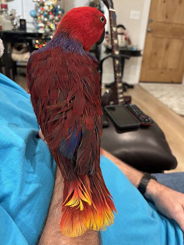 eclectus-parrots-for-sale