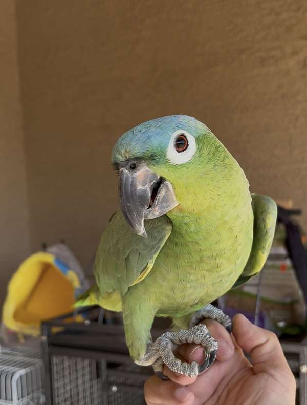 amazon-parrot-for-sale-in-avondale-az