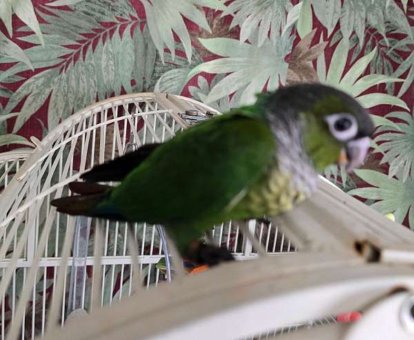 green-cheek-conure-for-sale