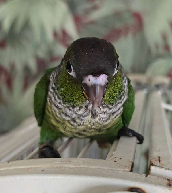 green-cheek-conure-for-sale-in-richmond-va