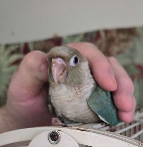 green-cheek-conure-for-sale