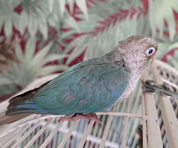 green-cheek-conure-for-sale-in-richmond-va