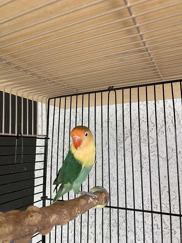 blue-bird-for-sale-in-stockton-ca