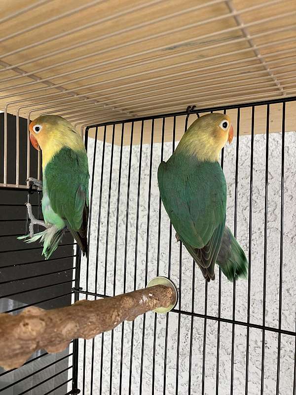 lovebird-for-sale-in-stockton-ca