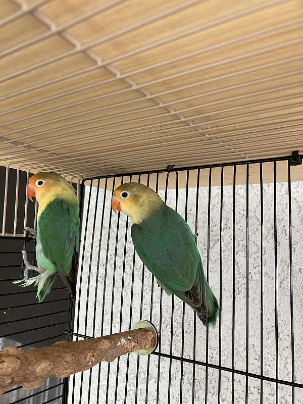 lovebird-for-sale