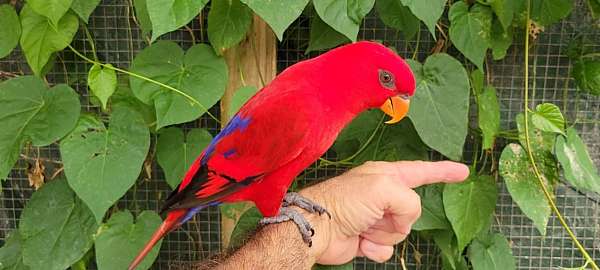 lory-for-sale