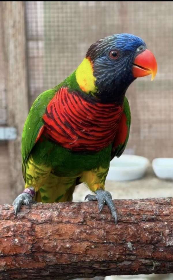 lory-for-sale