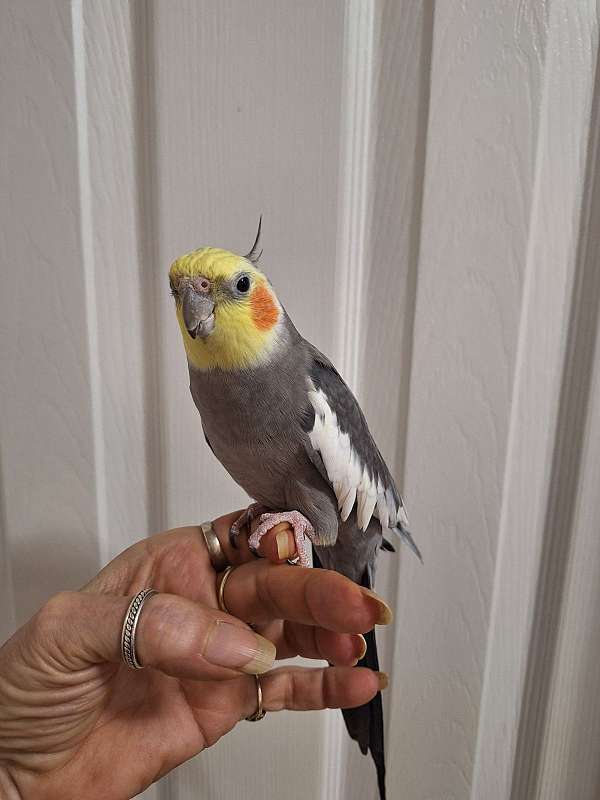 noisy-pet-cockatiel-for-sale