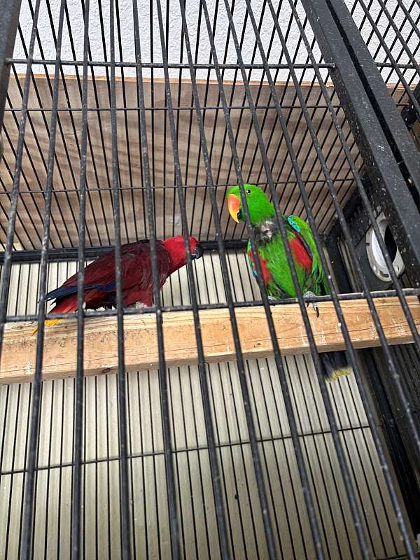 mature-vosmaeri-eclectus-parrots-for-sale