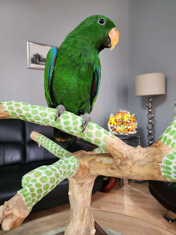 eclectus-parrots-for-sale-in-perrineville-nj