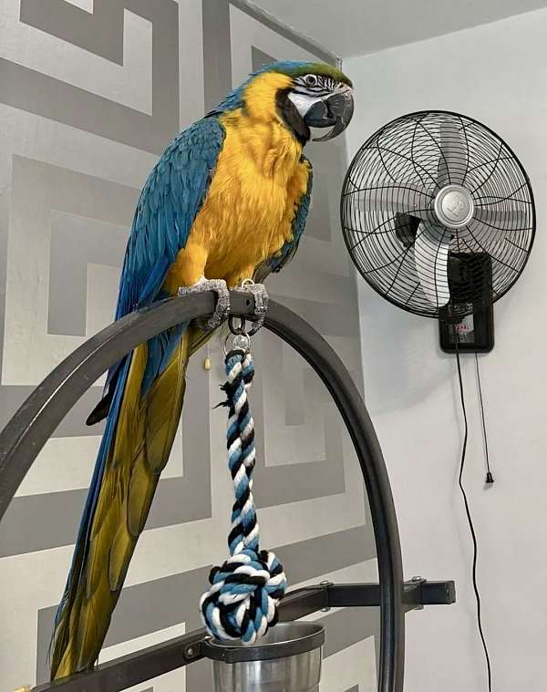 blue-gold-macaw-for-sale-in-corrigan-tx