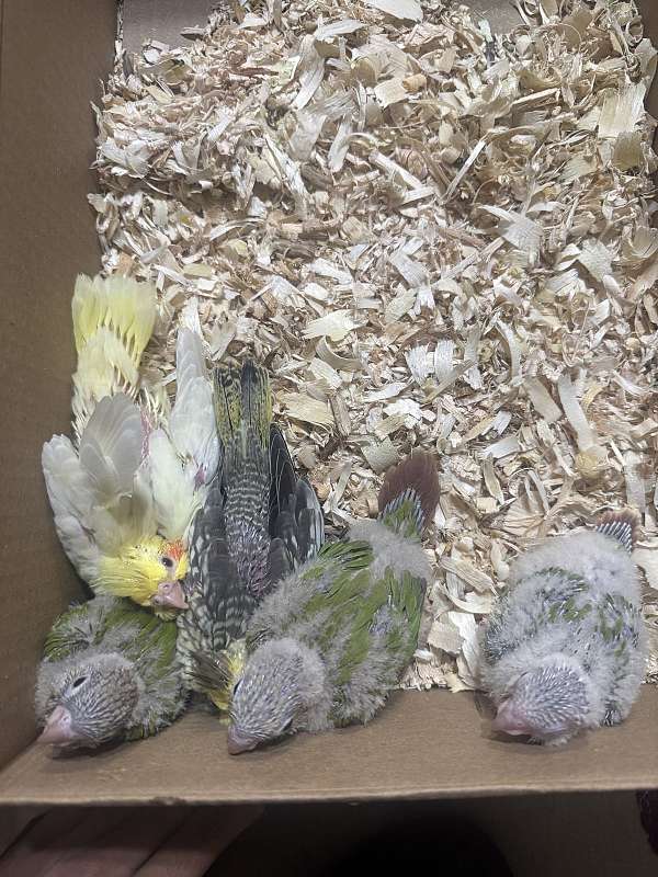 pearl-conure-green-cheek-conure-for-sale