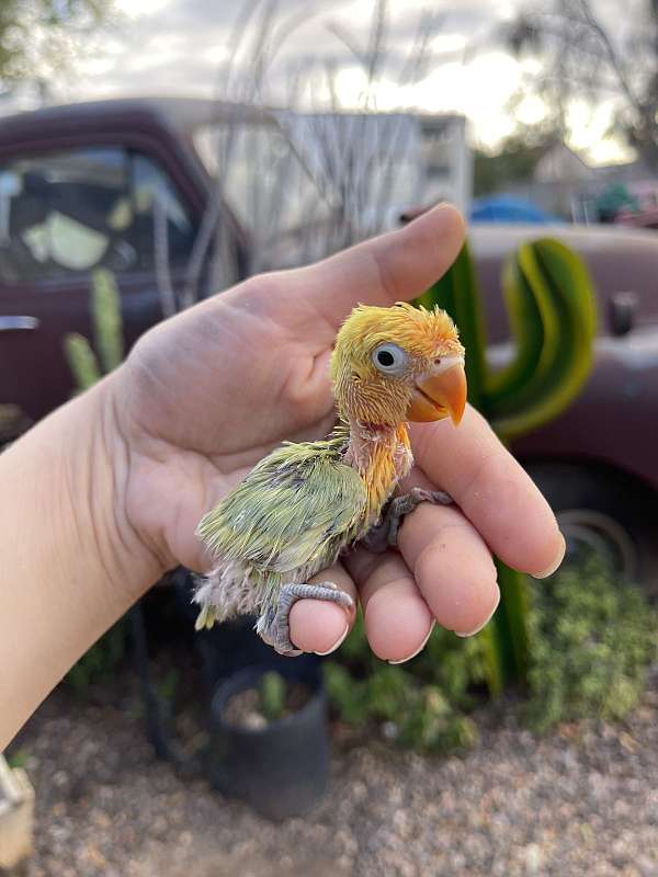 fischers-lovebird-for-sale-in-phoenix-az