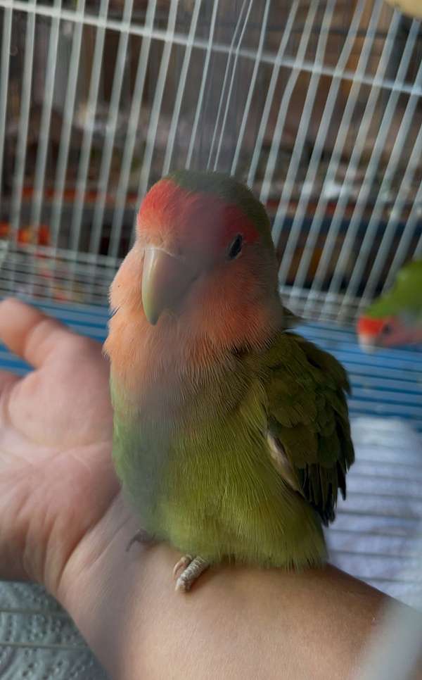 baby-adult-lovebird-for-sale