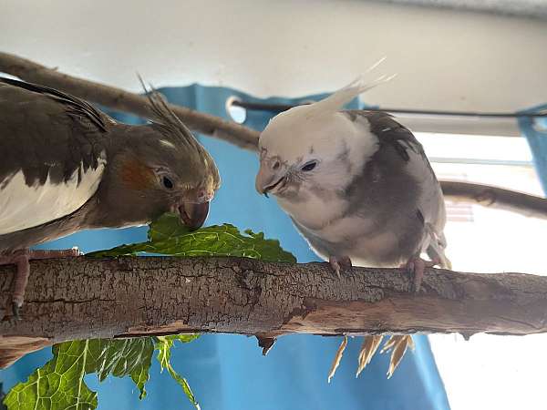 cockatiel-for-sale