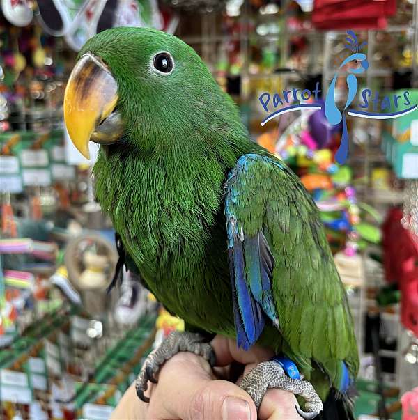 solomon-island-eclectus-parrots-for-sale