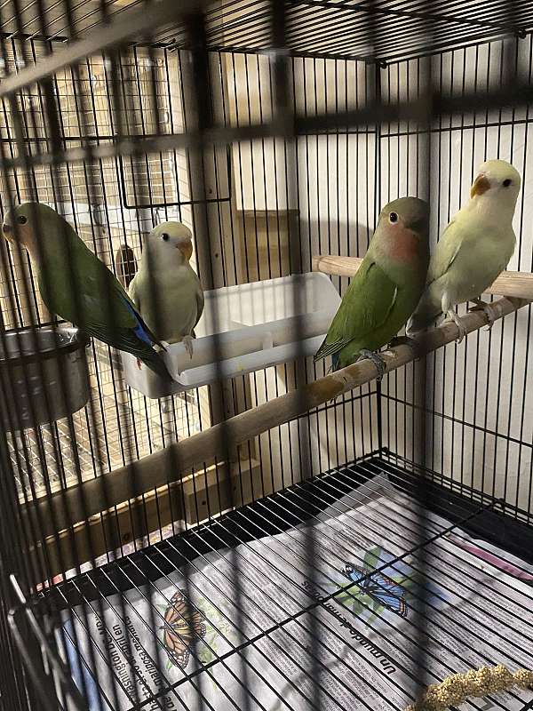 lovebird-for-sale