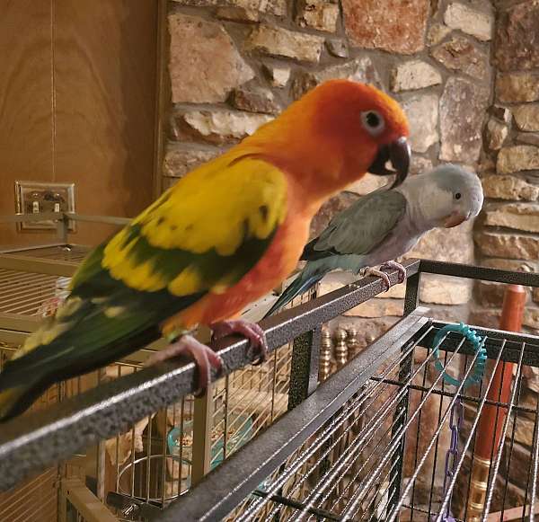 conure-for-sale