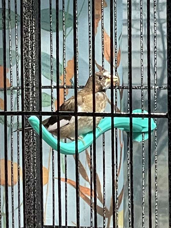 bird-for-sale-in-portage-wi