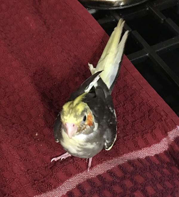 cockatiel-for-sale