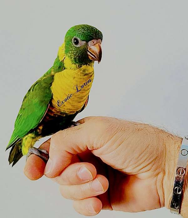 lory-for-sale