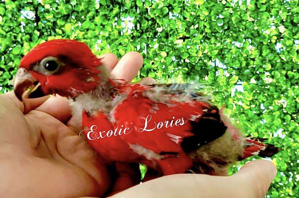 baby-lory-red-lory-for-sale