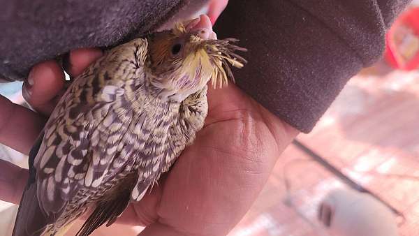 white-bird-for-sale-in-riverside-ca