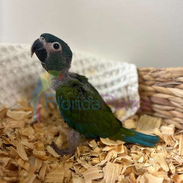 macaw-for-sale