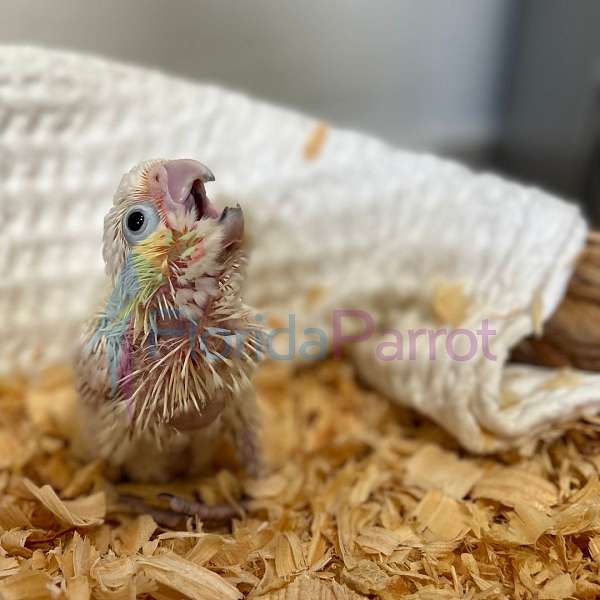 goffin-cockatoo-for-sale