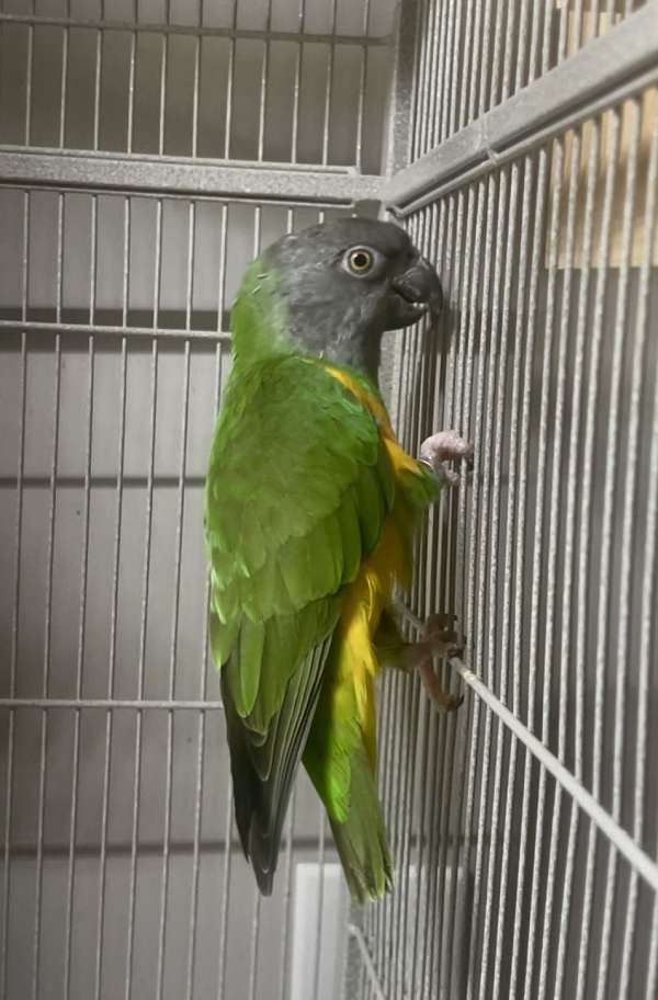 rare-tame-bird-for-sale-in-gainesville-va