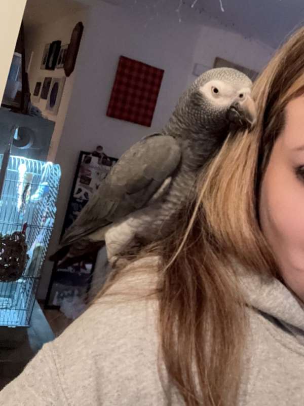 african-grey-parrot-for-sale-in-millsboro-de