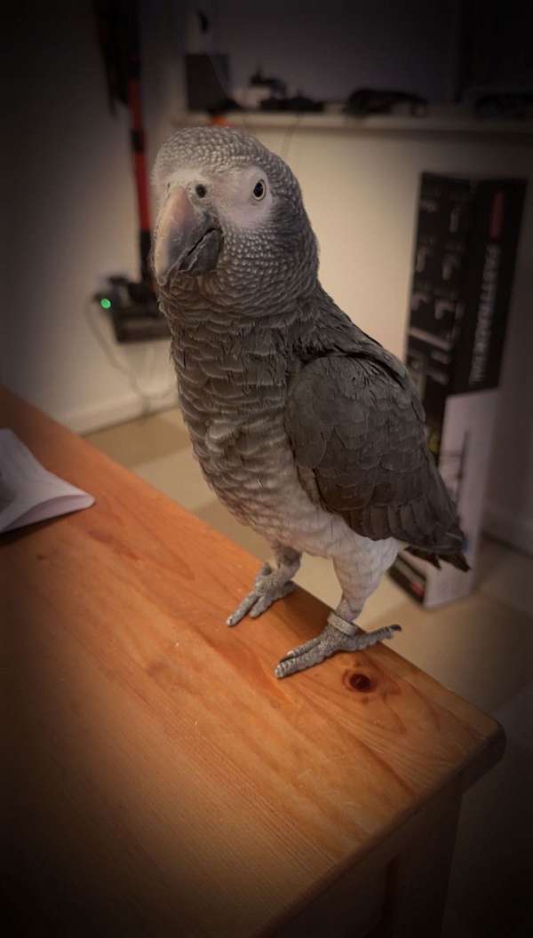 african-grey-parrot-for-sale