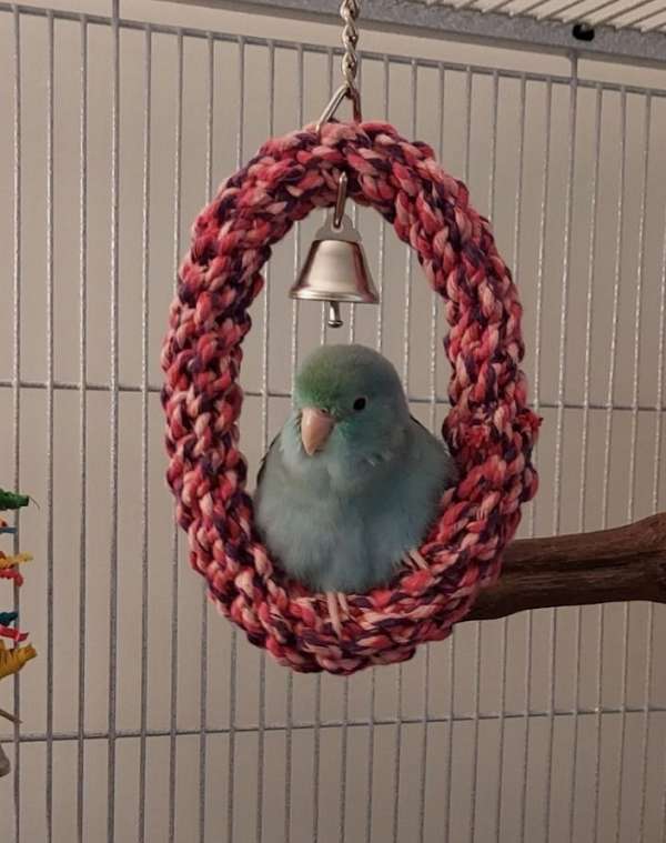 parrotlet-for-sale-in-mcleansville-nc