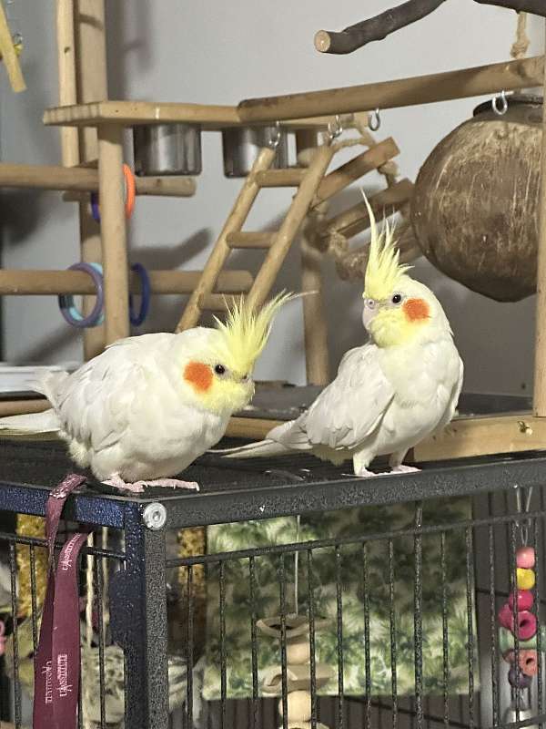 male-female-orange-yellow-bird-for-sale