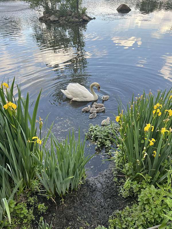 small-trumpeter-swan-for-sale