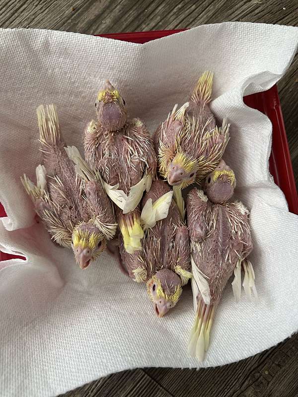 baby-cockatiel-for-sale