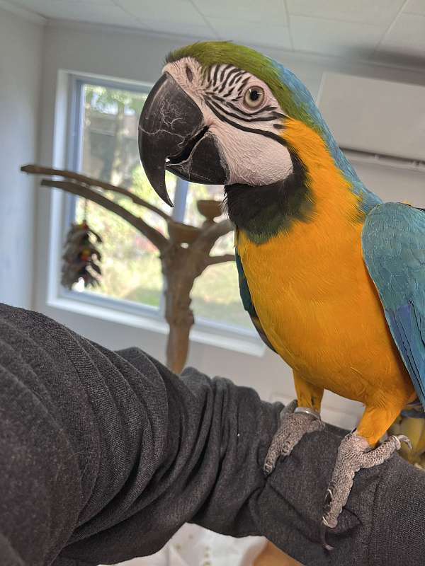 blue-gold-bird-for-sale-in-rutland-vt