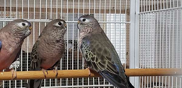 Bourke Parakeet Pair