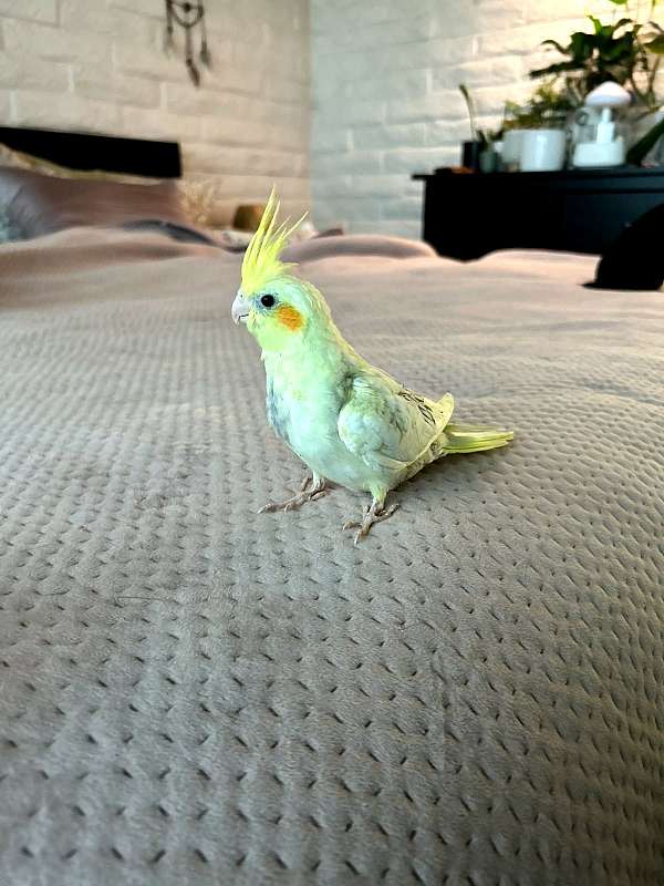 pearl-bird-for-sale-in-riverside-ca