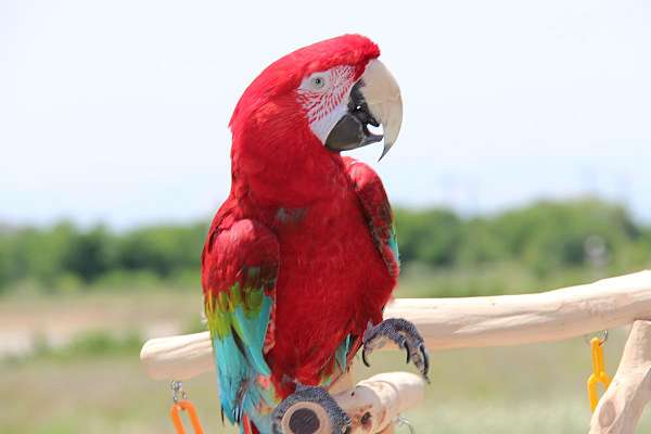 macaw-for-sale