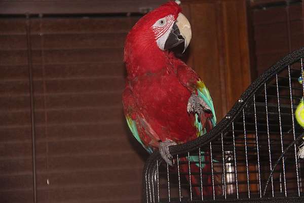 blue-macaw-for-sale