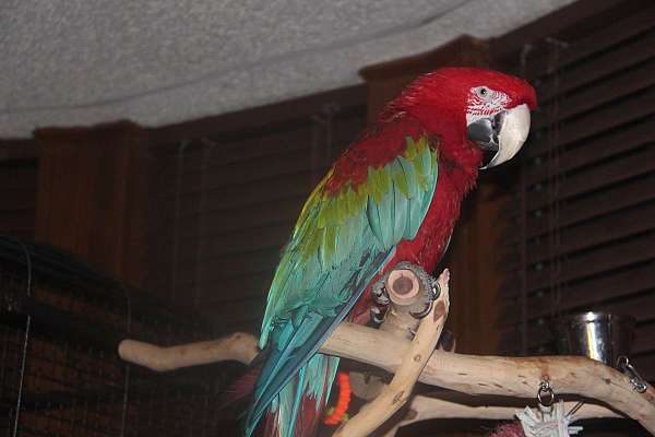 green-macaw-for-sale