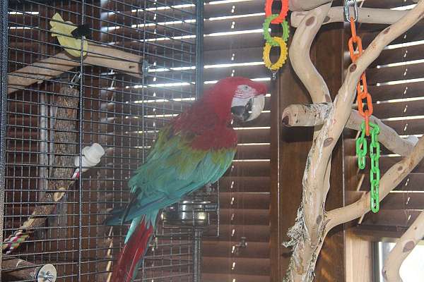 red-macaw-for-sale